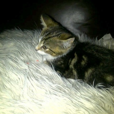 Talentcard van Isma Mohamuud