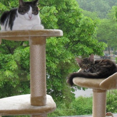 Talentcard van wim kobus